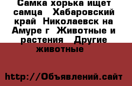 Самка хорька ищет самца - Хабаровский край, Николаевск-на-Амуре г. Животные и растения » Другие животные   
